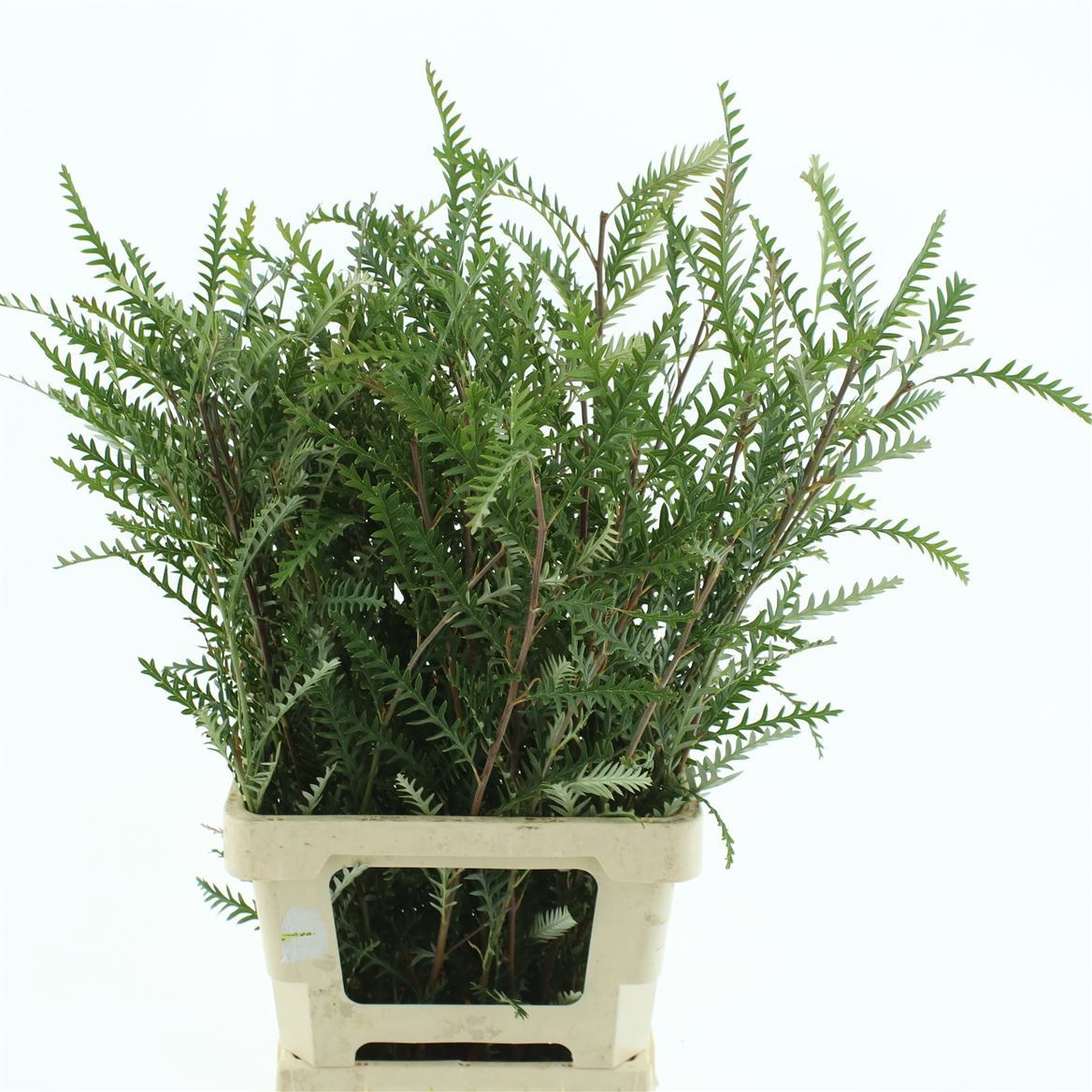 Гревиллея Айвенго Бронз 70, шт.