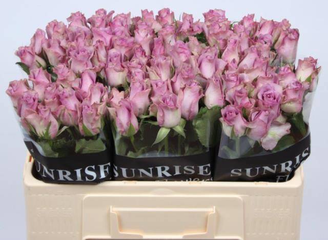 Роза од. Найтингейл! 50, шт.