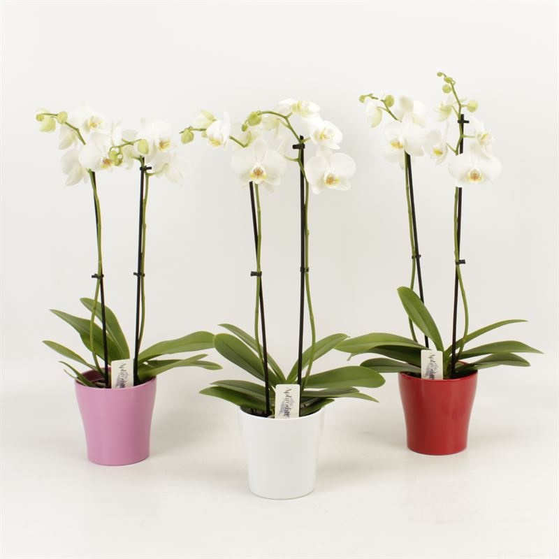 Phalaenopsis overig wit 2 tak wit Valentijn keramiek, D 12