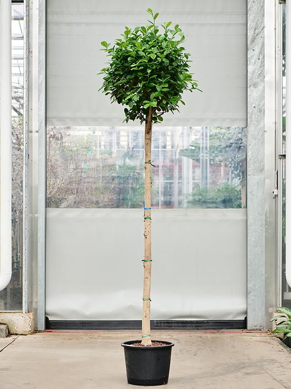 Ficus microcarpa 'Moclame', D 32