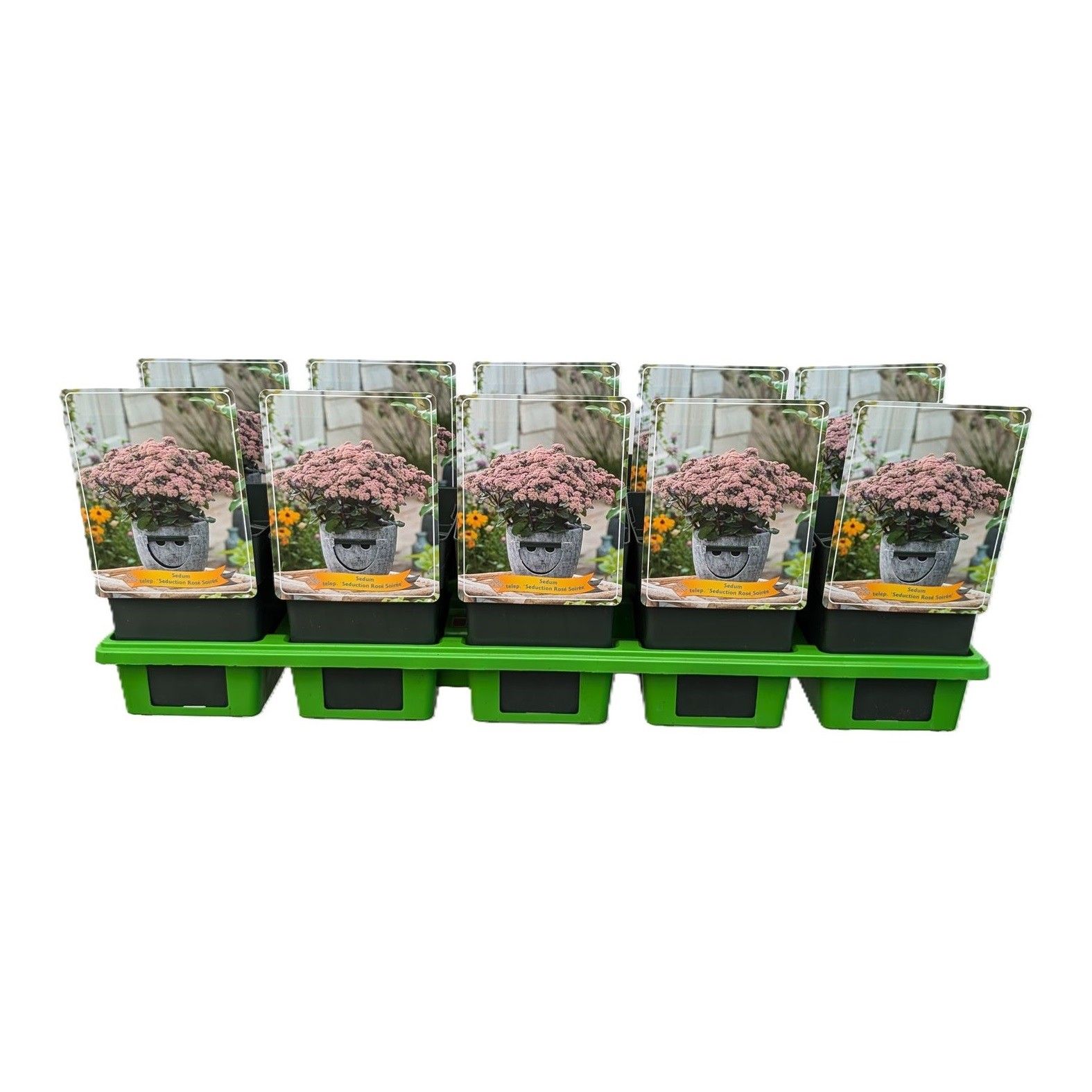 Sedum telephium 'Seduction Rosé Soirée' P11, D 11