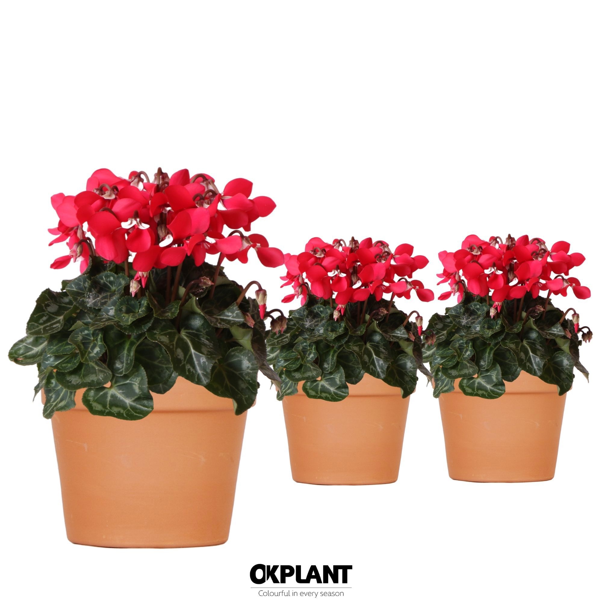 Cyclamen Djix red in Terracotta pot, D 12