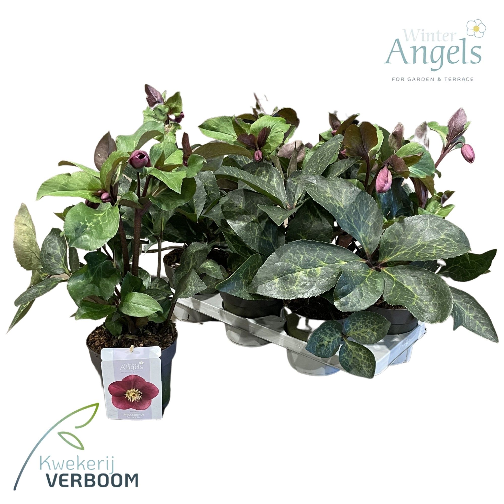 Helleborus Frostkiss Rhythm Pink, D 15