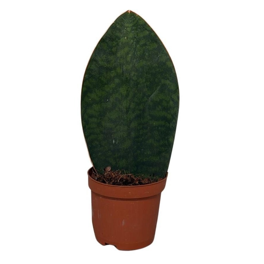 Sansevieria Cylindrica Congo, D 9