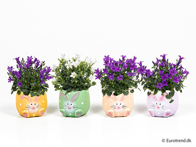 Campanula in E 4088, D 6