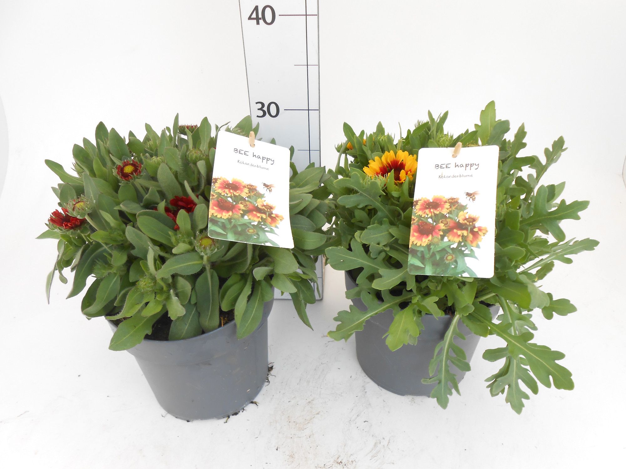 Gaillardia aristata, D 19