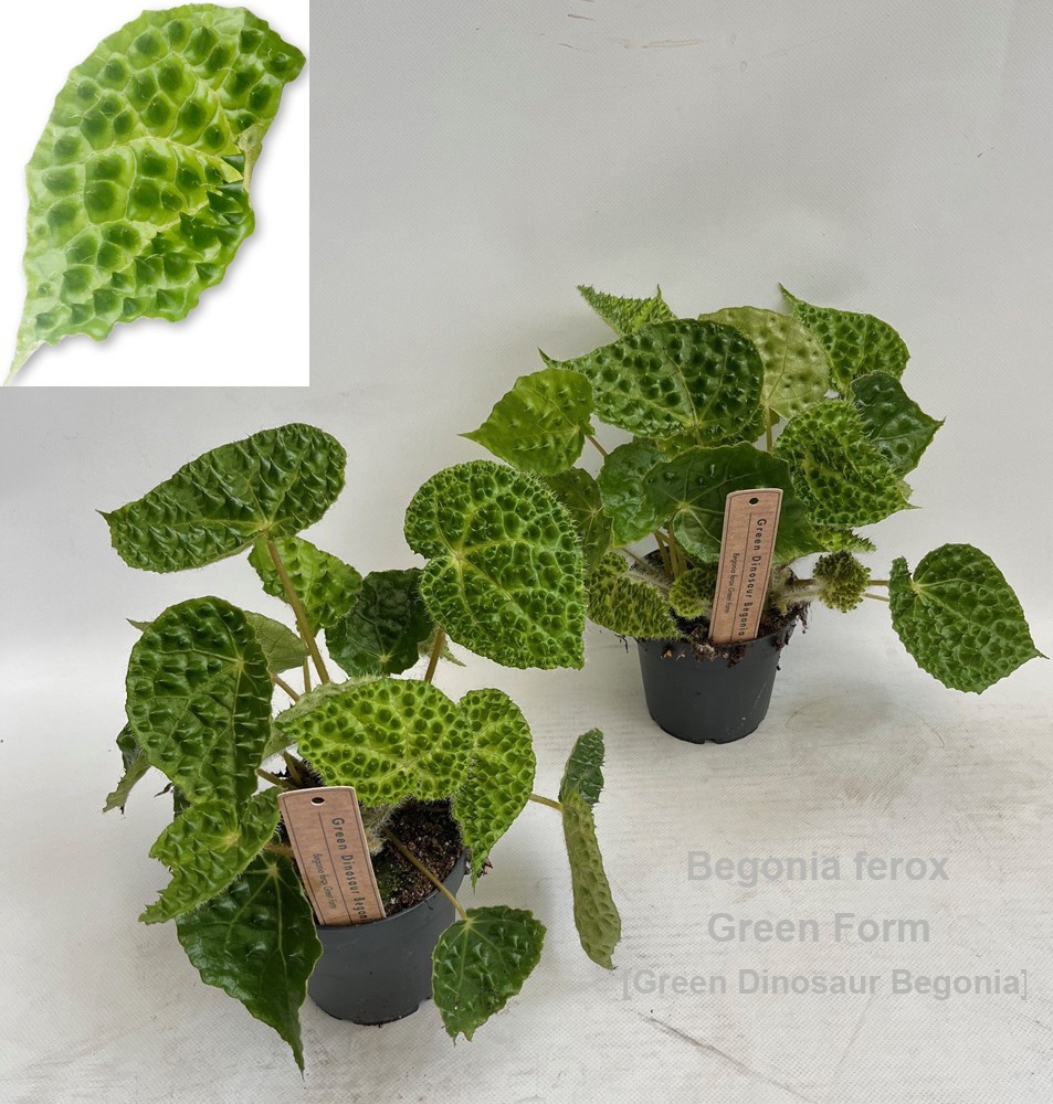 Begonia ferox Green Form 12cm [Green Dinosaur Beg] *NEW*, D 12 cm