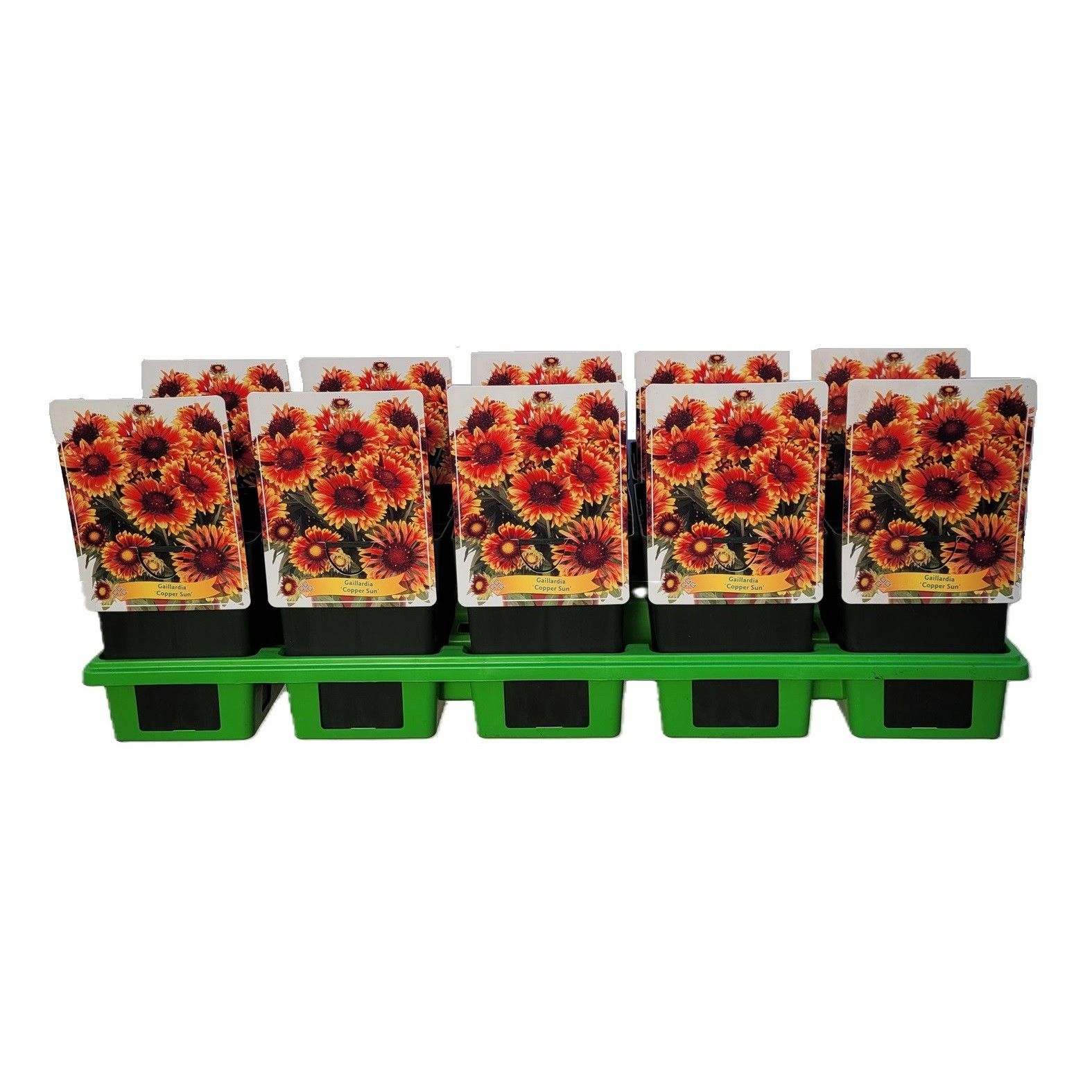Gaillardia 'Copper Sun' P11, D 11 cm