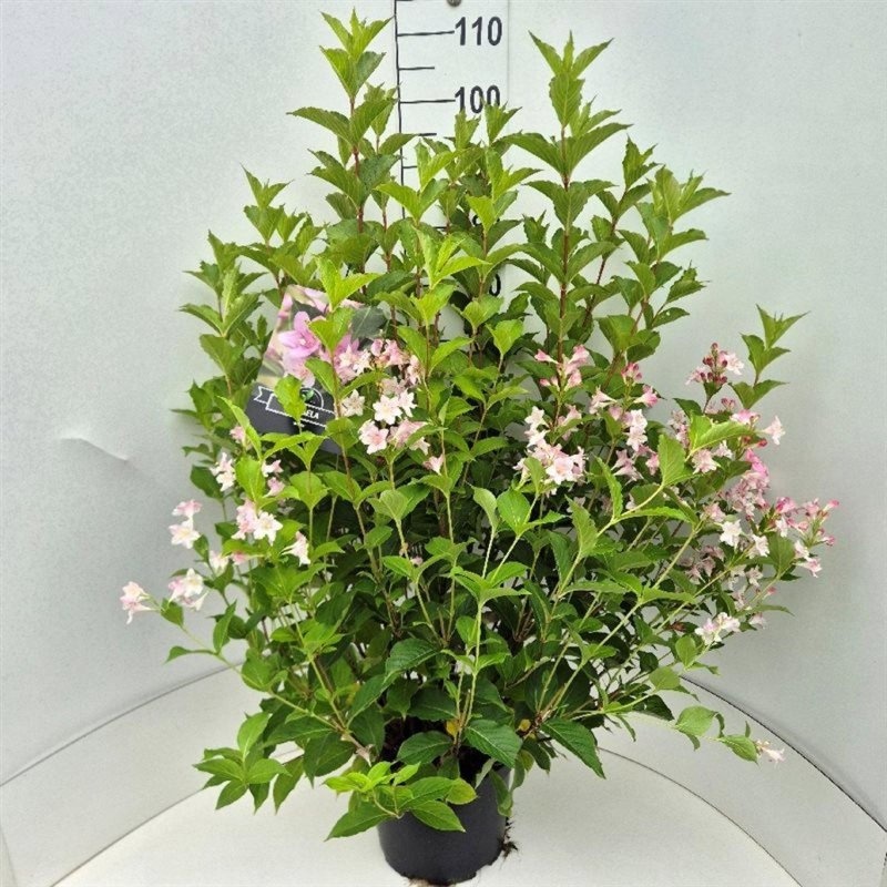 Weigela 'Rosea', D 29 cm