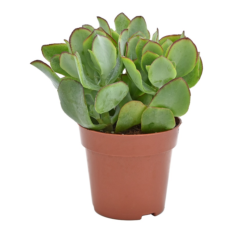 Crassula Arborescens Undilatifolia, D 8,5