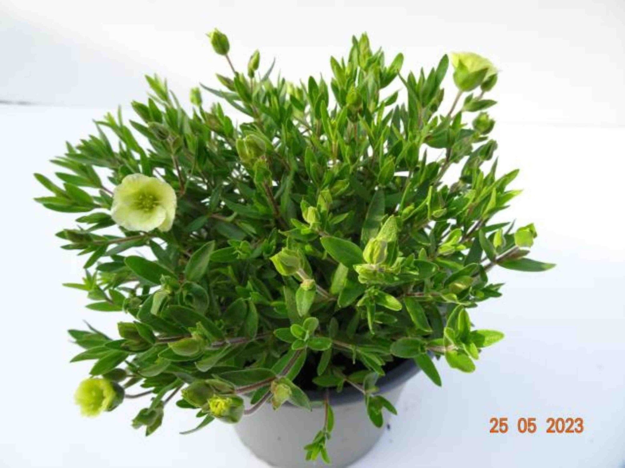 Arenaria montana 'Summer Lemon', geel, D 13