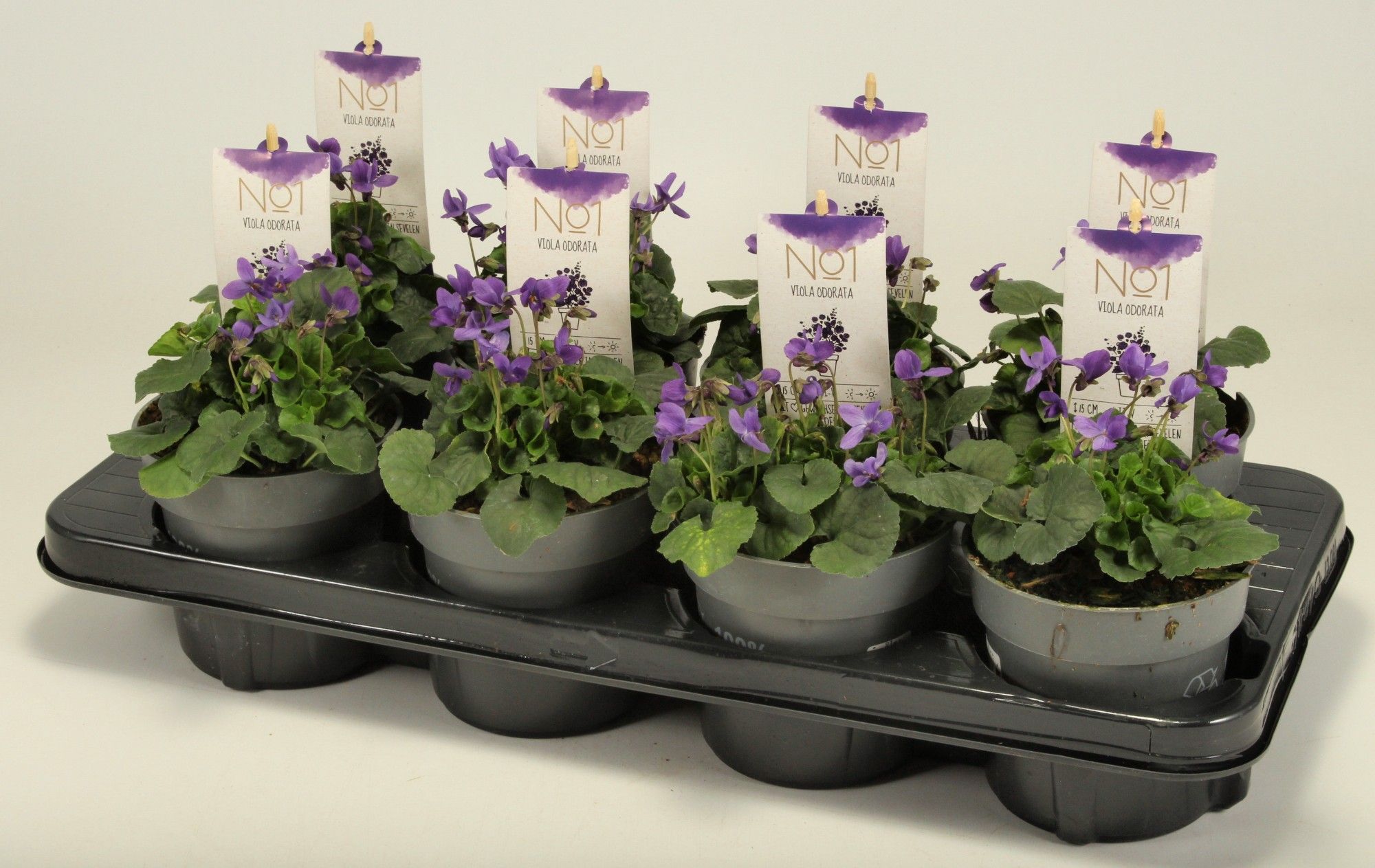 Viola odorata T12, D 12