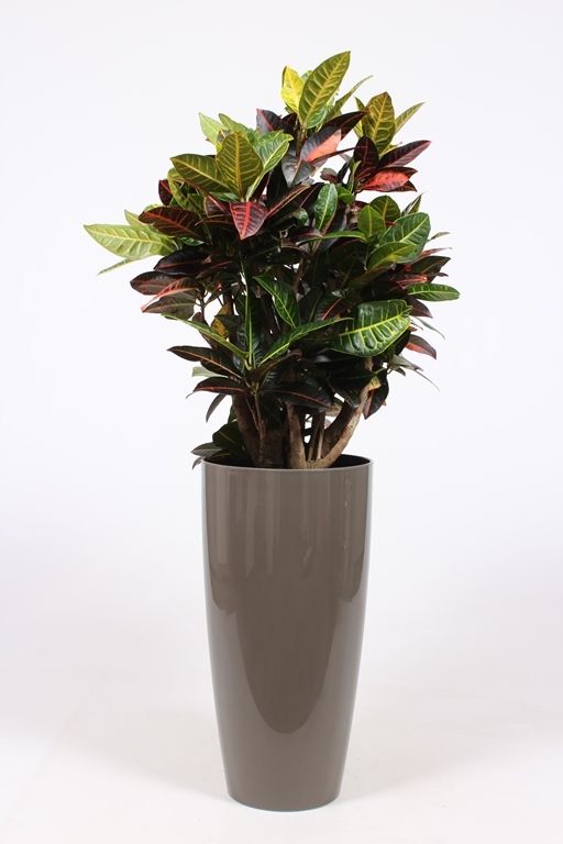 Codiaeum Petra (Croton) in Santorini pot "taupe", D 33