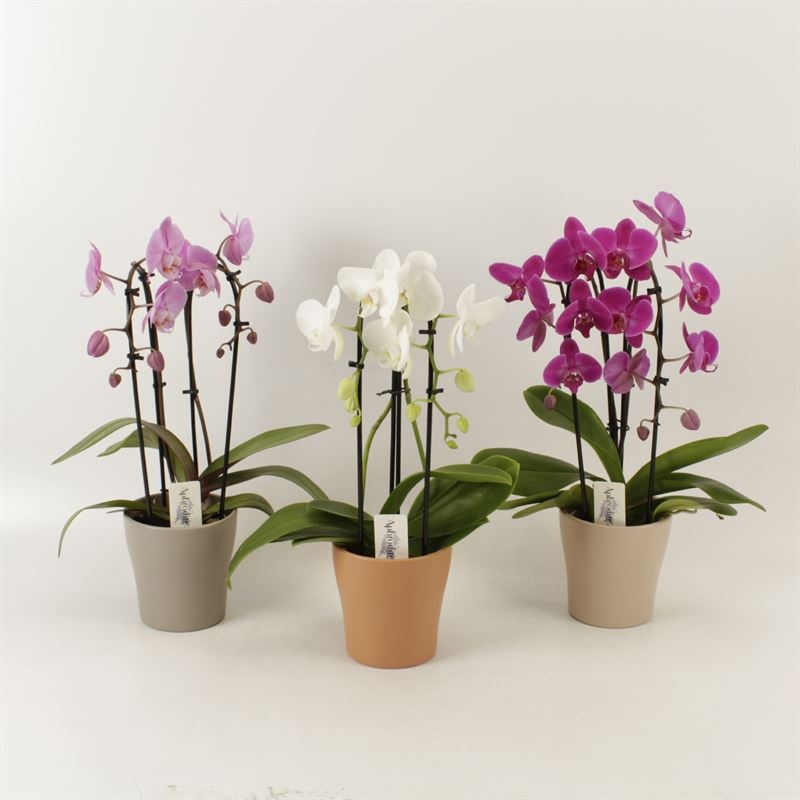 Phalaenopsis Elegant Cascade Duoboga gemengd in Rentree keramiek, D 12 cm