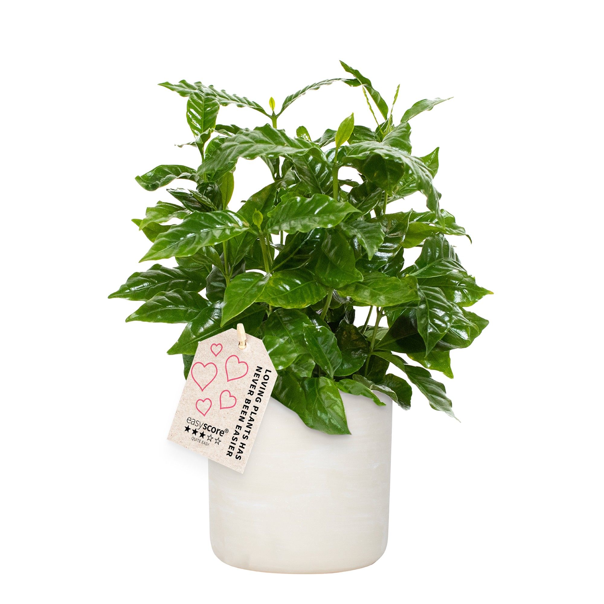 Raw Grey, Coffea, D 12 cm