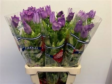 Кампанула Кампана Лилак 70, шт.