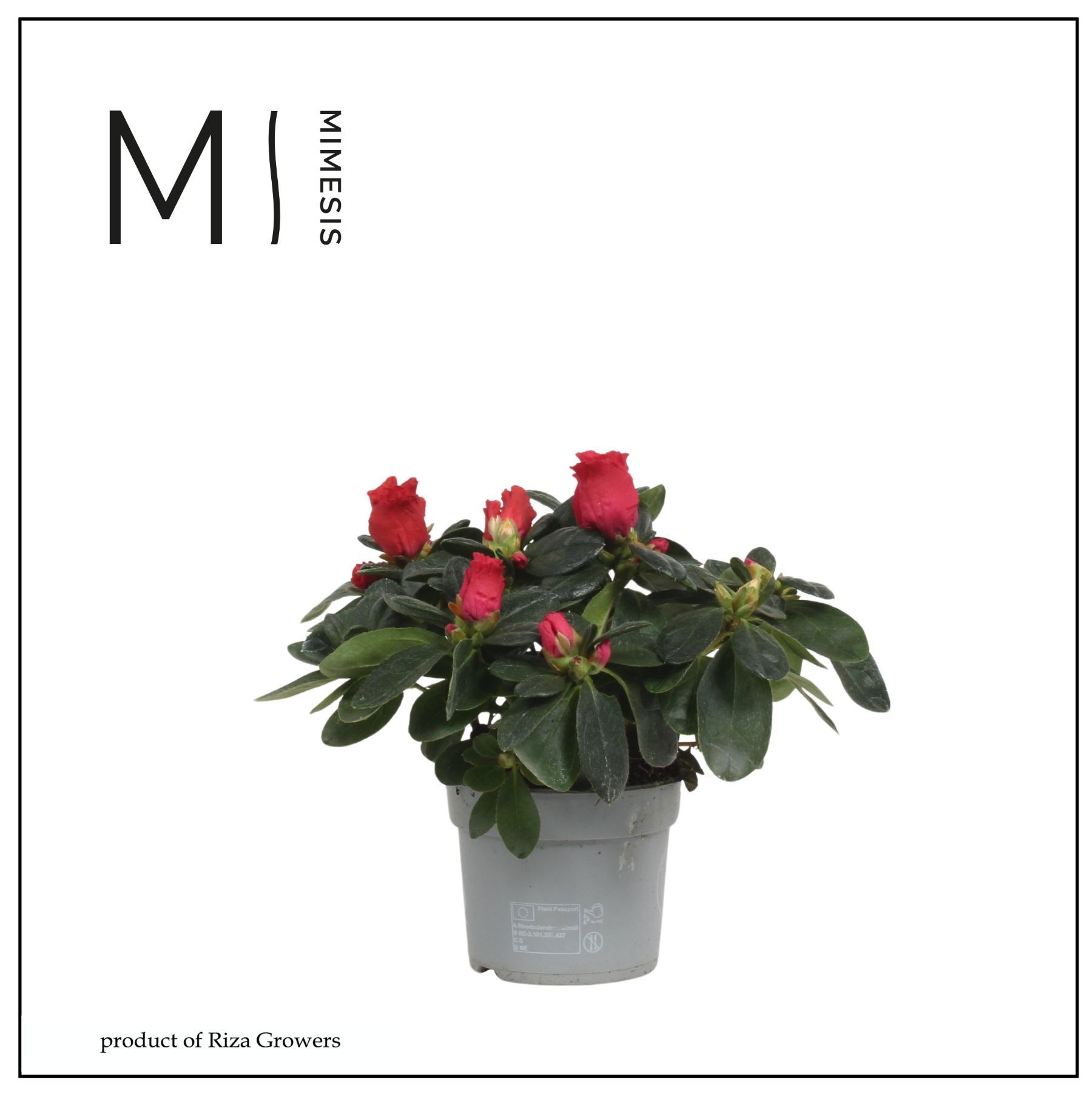 Mimesis Azalea - 9cm Rood, D 9