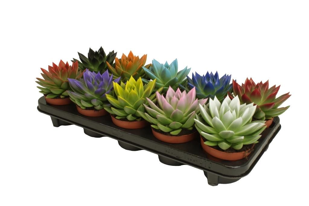 Miranda coloured festival mix, D 10,5