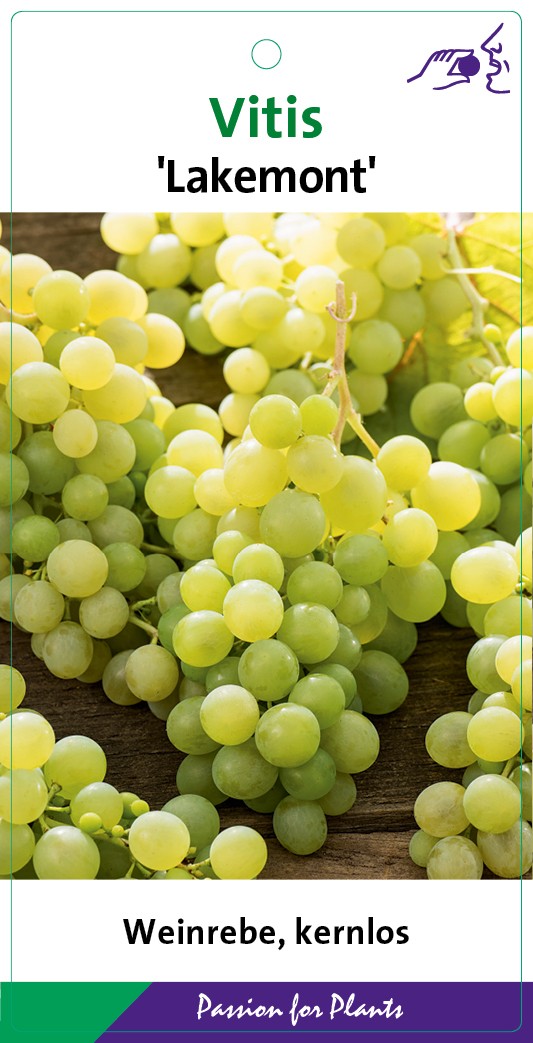 Vitis 'Lakemont' 80CMC2, D 17 cm