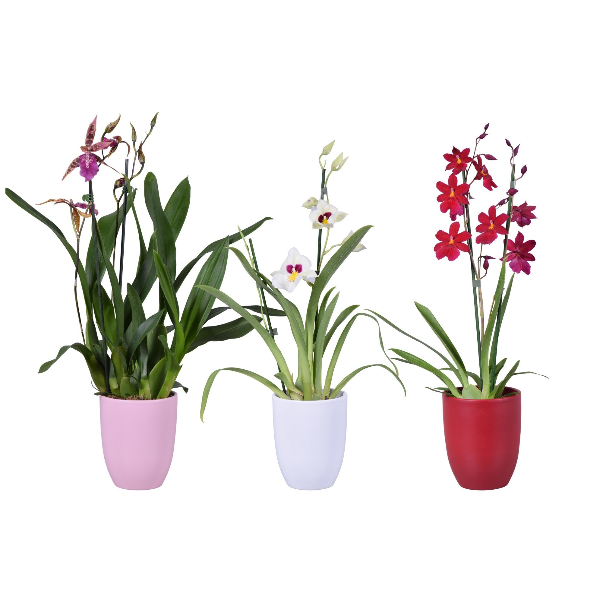 Valentine / Women's day mix 2 tak met roze, wit en rood keramiek, D 14