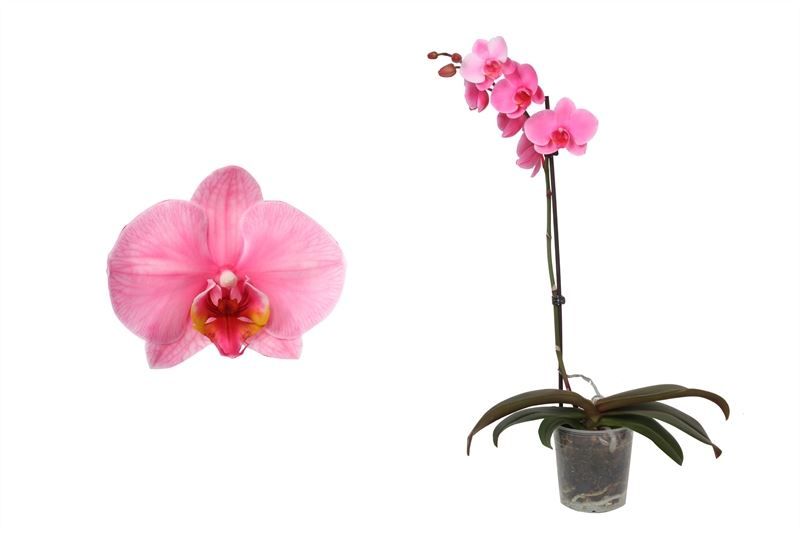 Phal I am Pink 1T09+, D 12 cm
