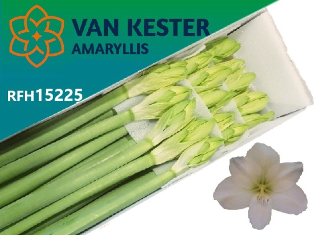 Амарилис Касабланка (бел.) x15, шт.