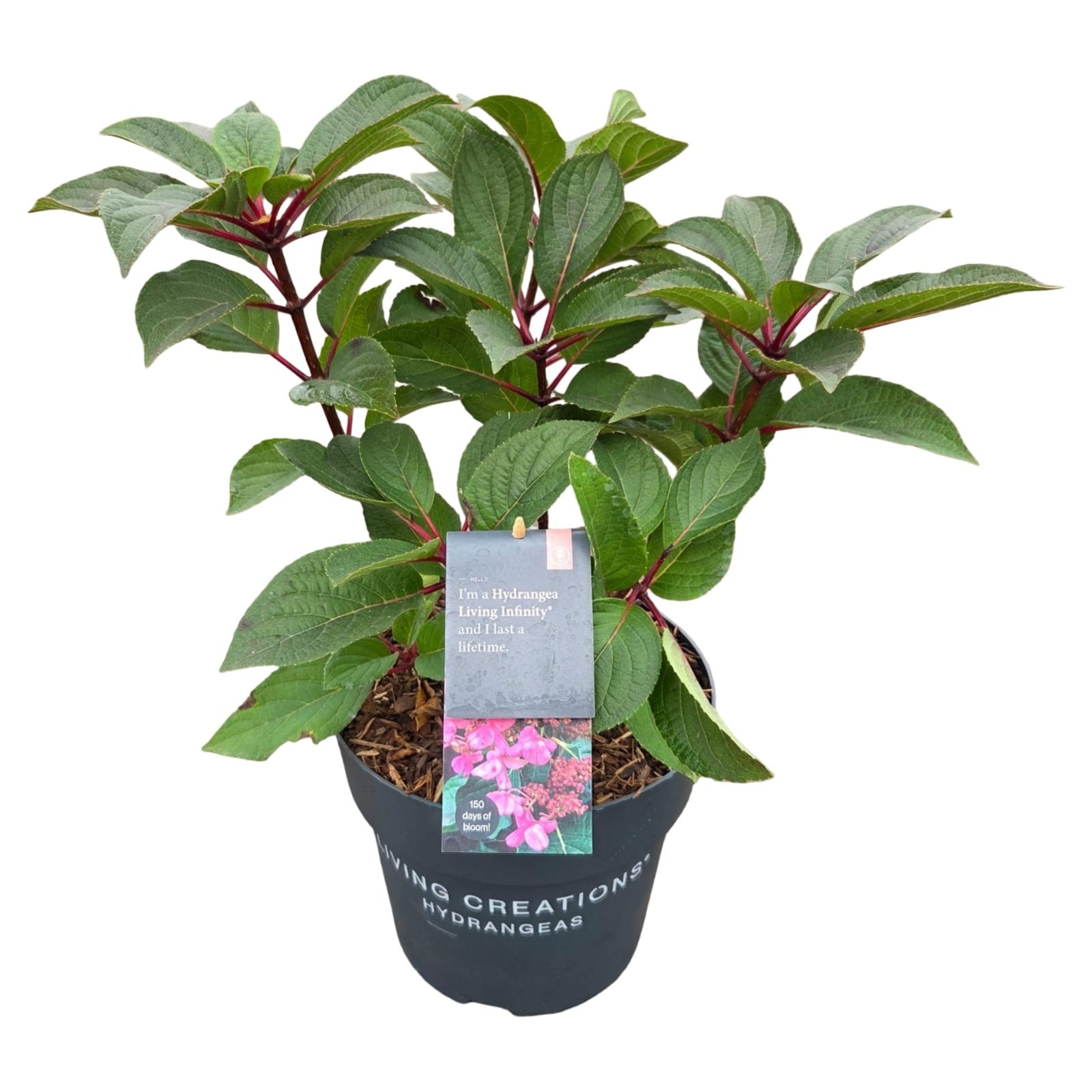 Hydrangea pan. Living Infinity C5, D 23 cm