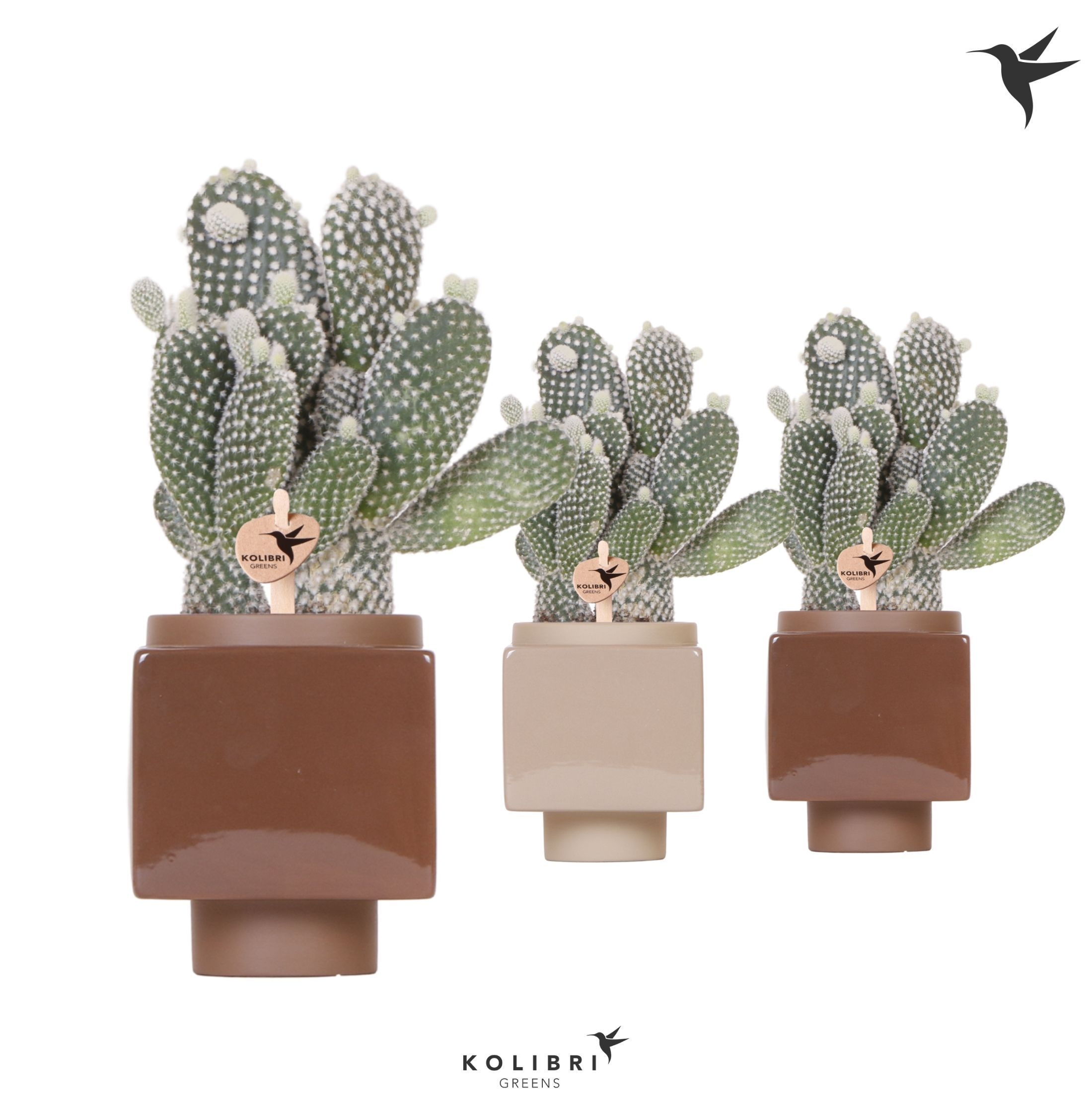 Kolibri Greens Opuntia white in Cube pot brown mix, D 9