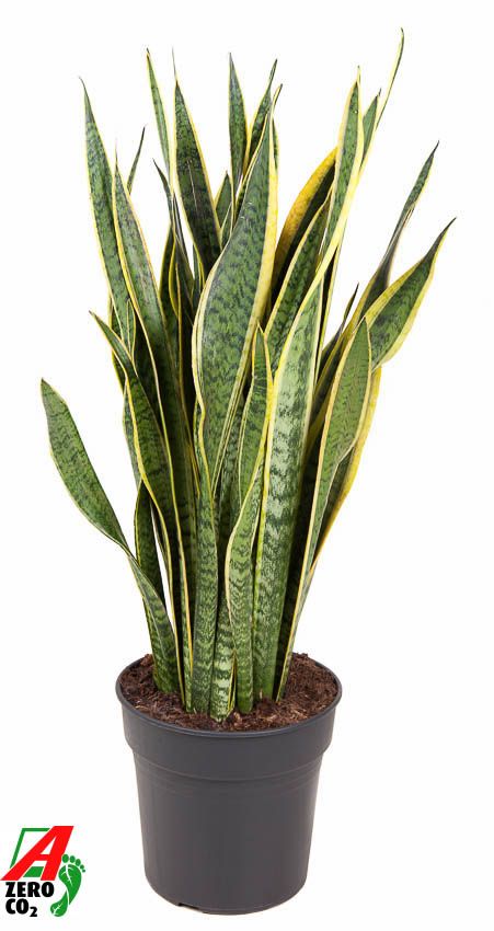 Sansevieria Laurentii P27, D 27