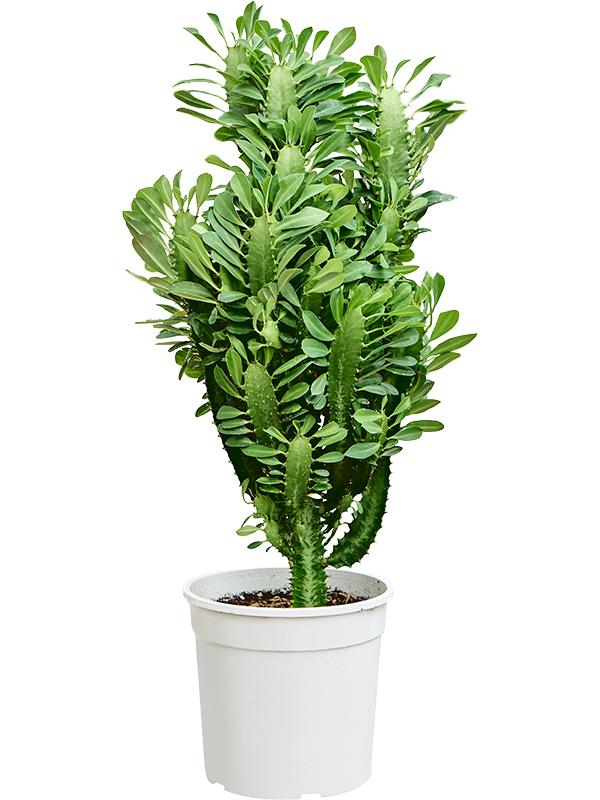 Euphorbia trigona, D 19