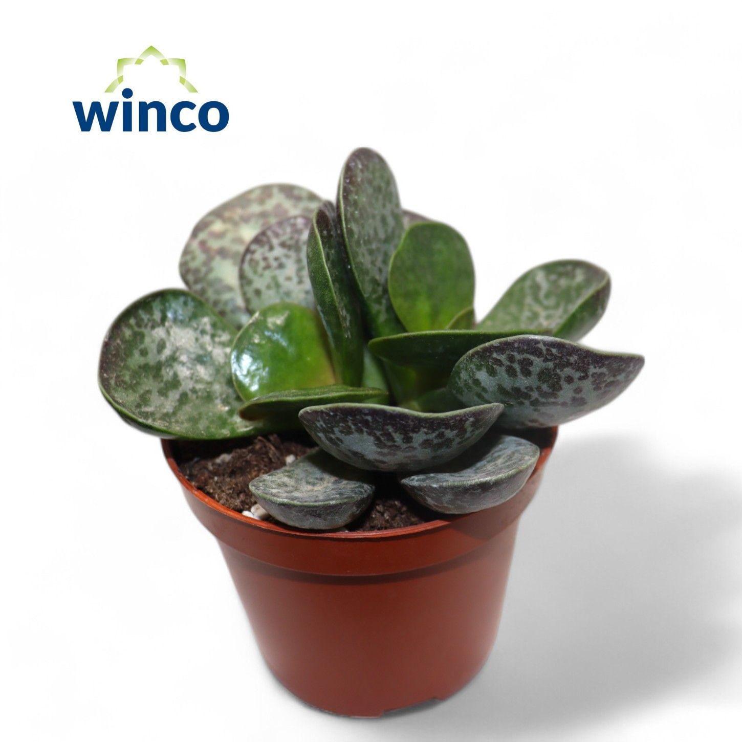 Adromischus Maculatus, D 8,5 cm