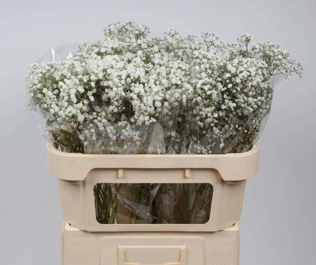 Гипсофила Экселенс 70, шт.