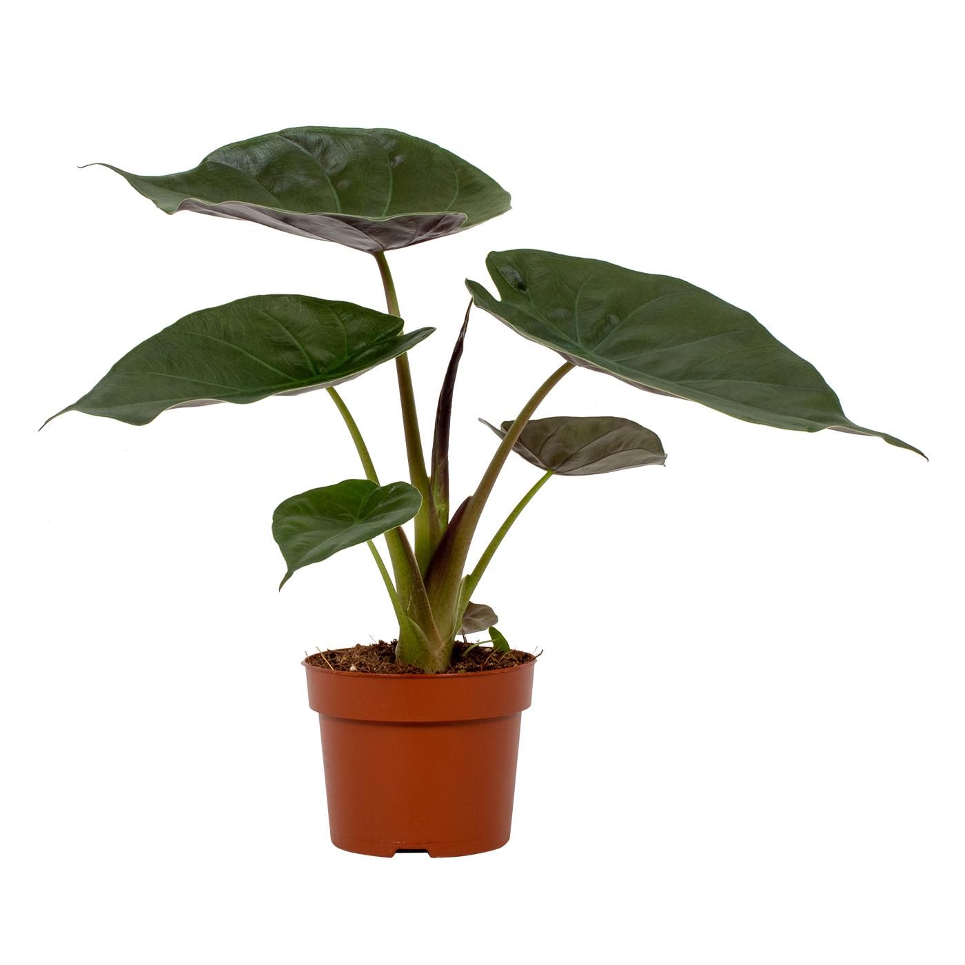 Alocasia Wentii 12cm, D 12