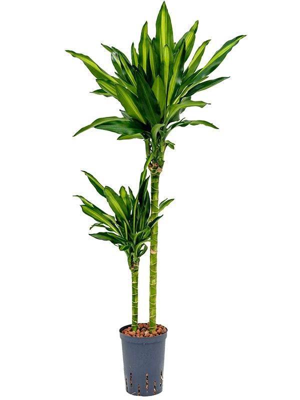Dracaena fragrans 'Cintho', D 15