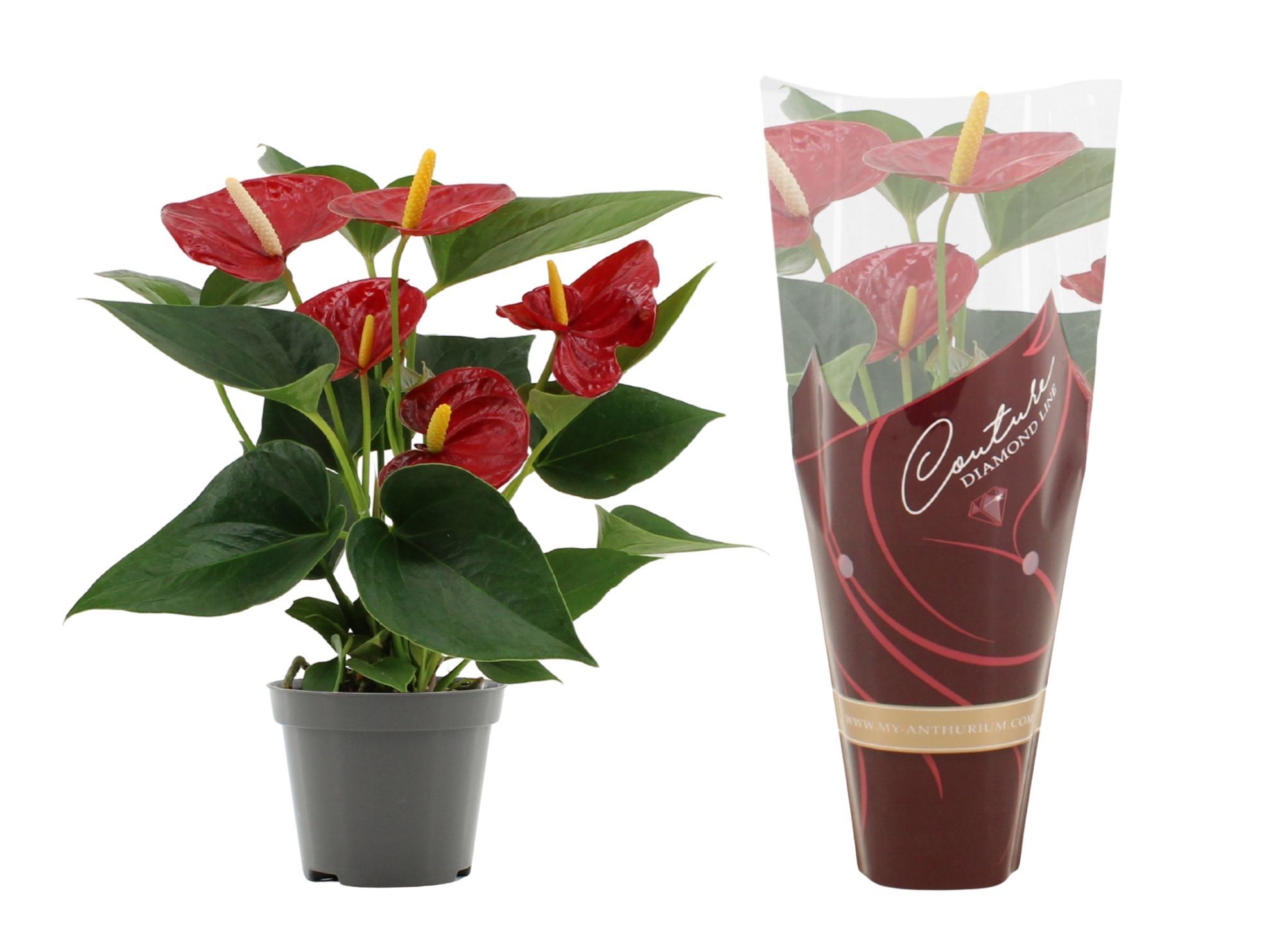 Anthurium Diamond Red in Couture Diamond Line Purple sleeve, D 9 cm