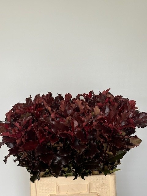 Фотиния Мэджикал Вулкано 60, шт.