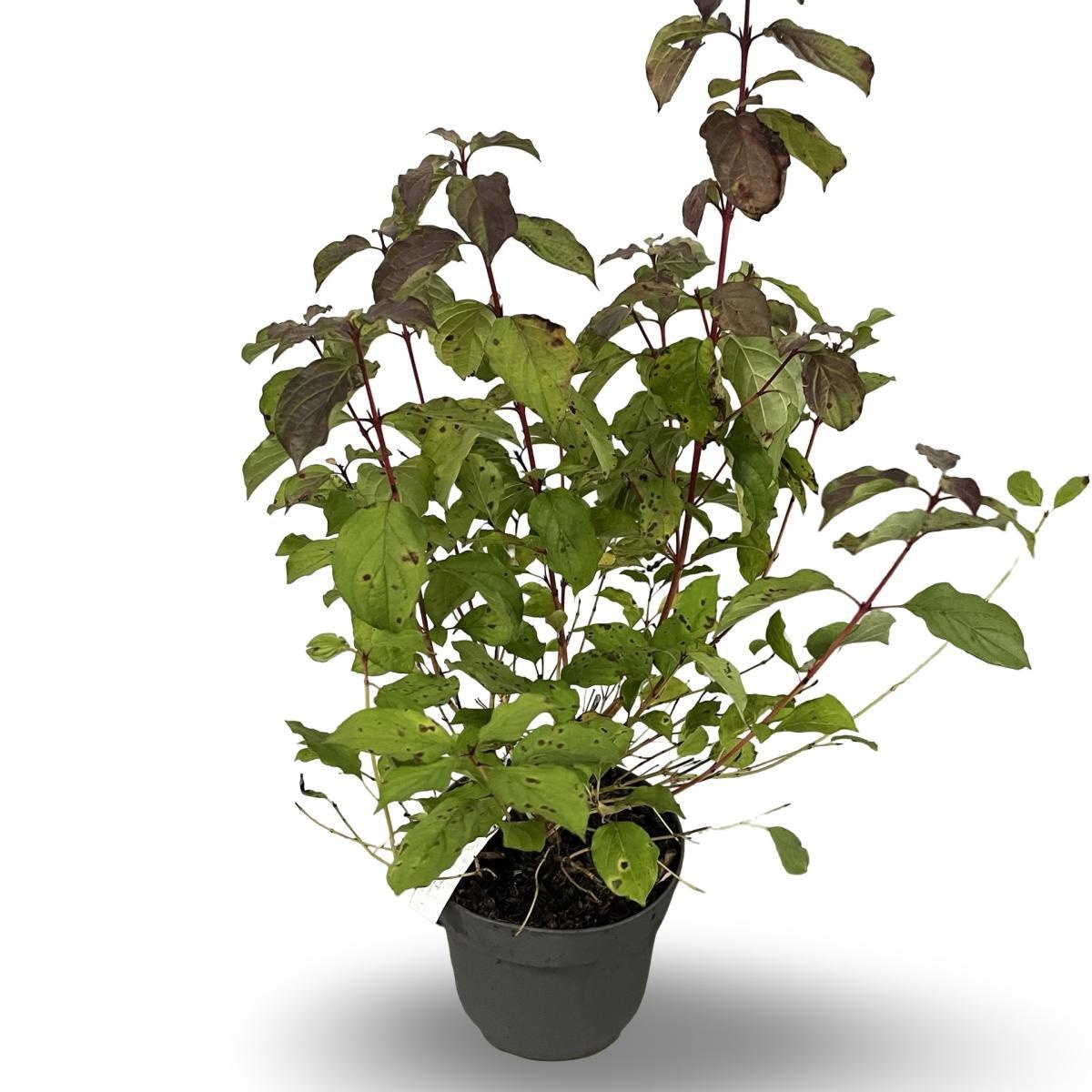 Cornus sang. 'Midwinter Fire', D 21 cm