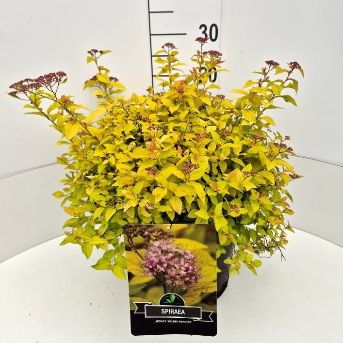 Spiraea jap. 'Golden Princess', D 28