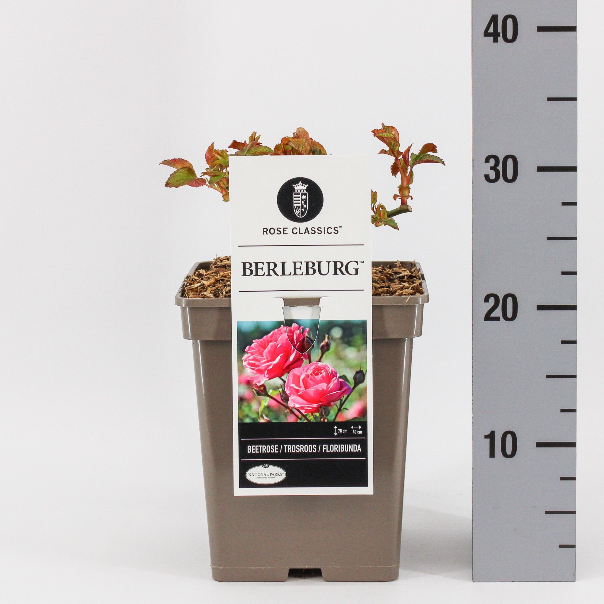 Rosa (F) Berleburg ®, C5, D 23