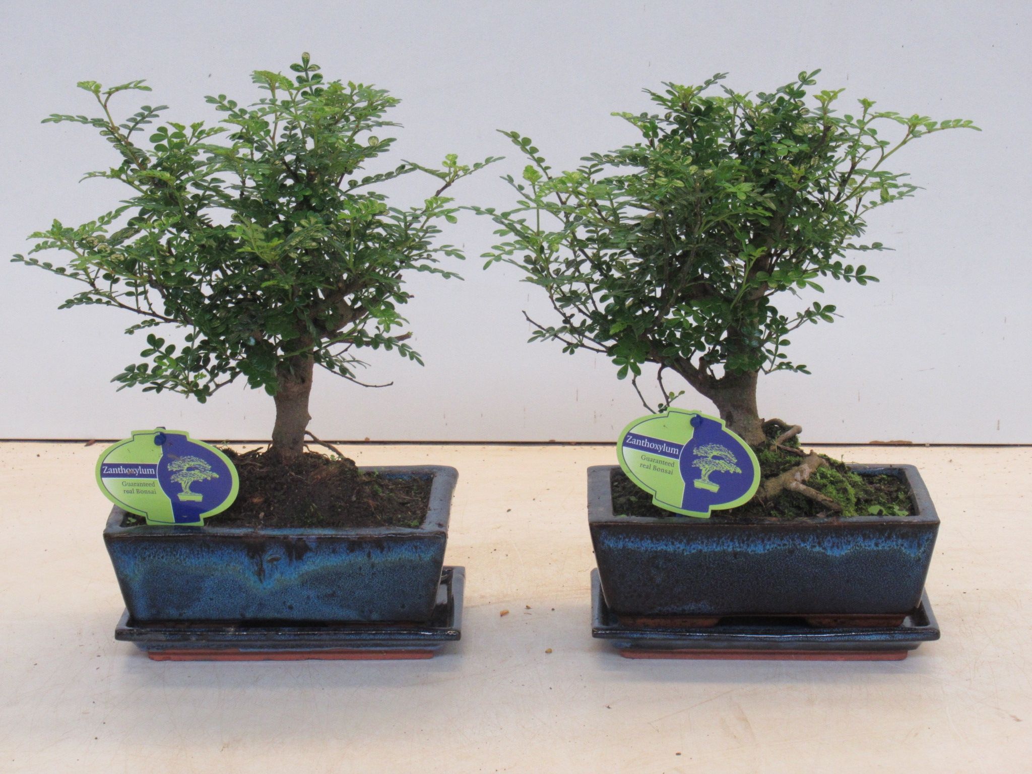 Zanthoxylum piperitum, 20cm., broom, with dip tray, D 20