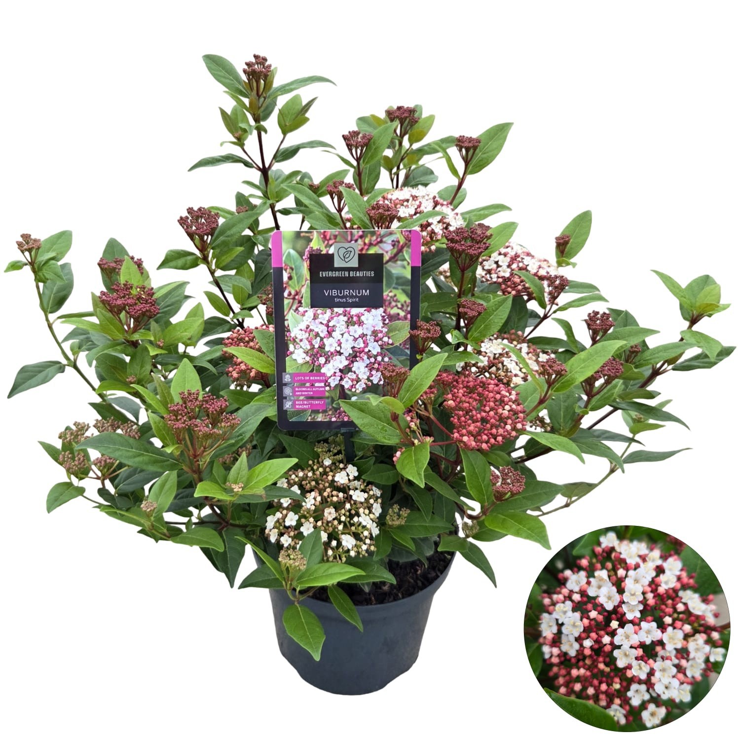 Viburnum tinus 'Spirit', D 23