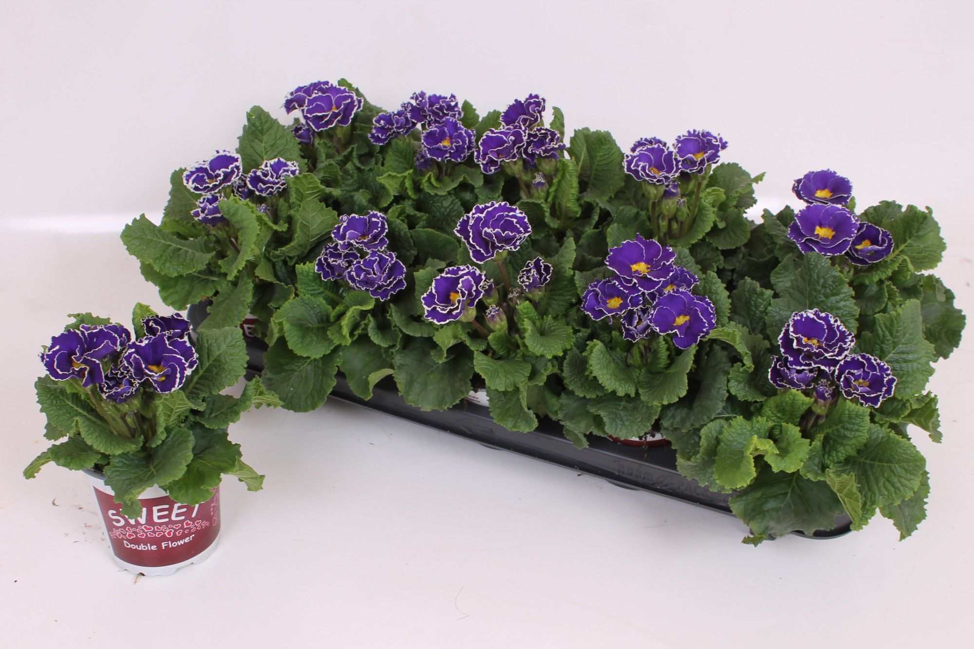 Primula Acaulis P11 - Double Flowers - Sirococco Blue, D 11