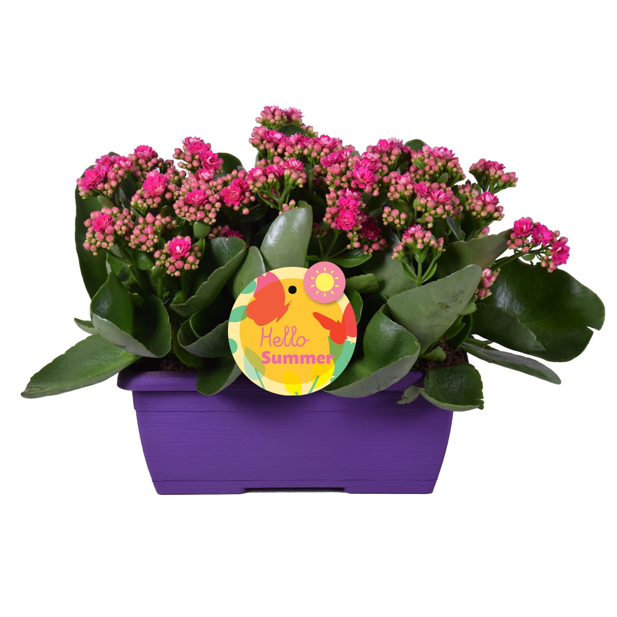 Hello Summer Kalanchoe Blossfeldiana in Duobak Paars, D 25