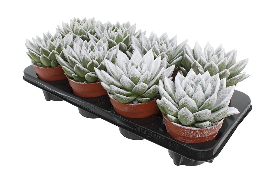 Miranda + snow, D 12