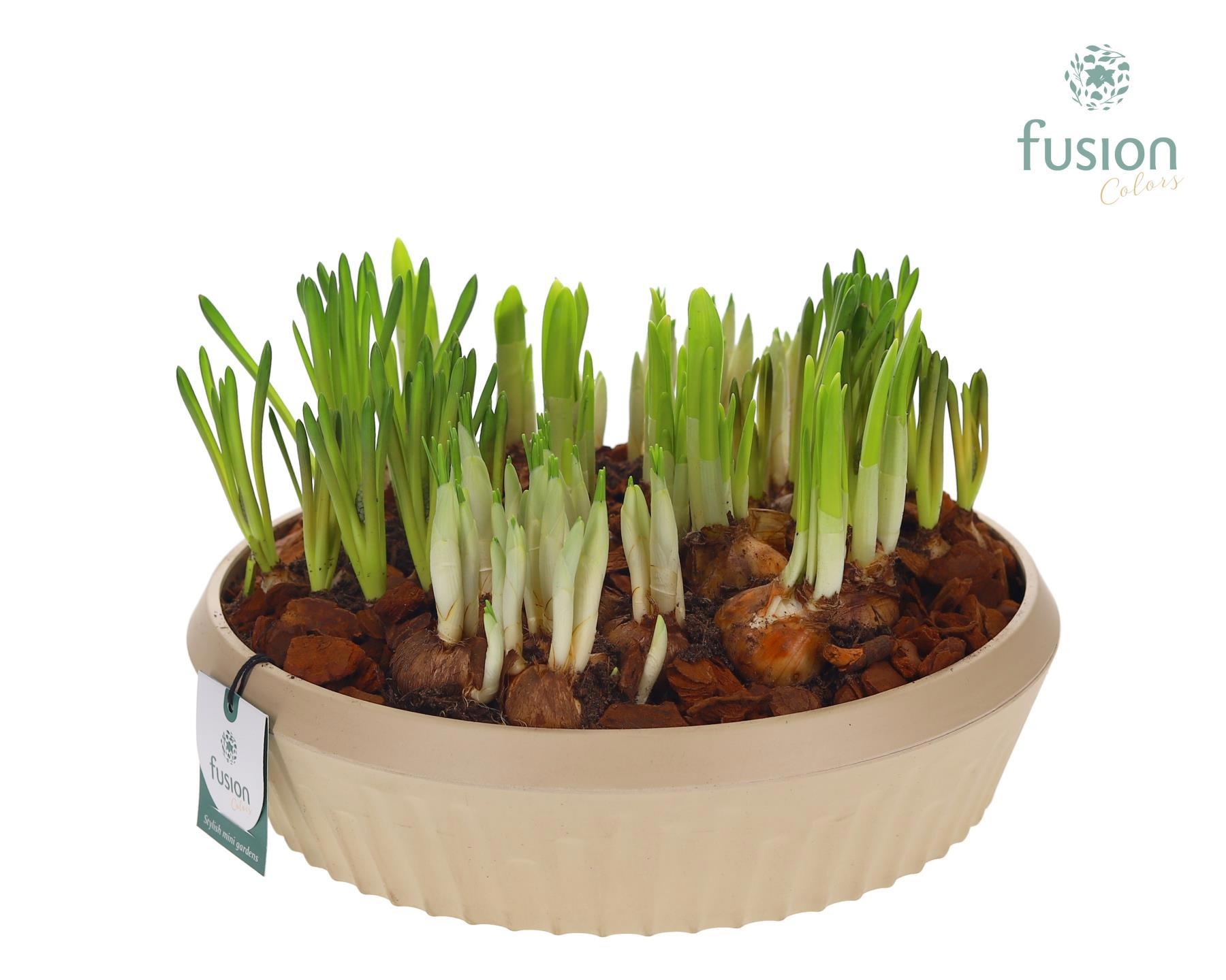 Biologisch afbreekbare schaal Large met Bollenmix, D 30