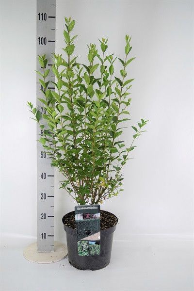Ligustrum ovalifolium 80-100cm, D 26