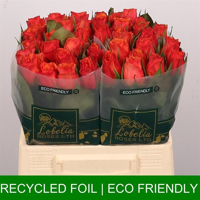 Роза од. Дивоутед 40, шт.