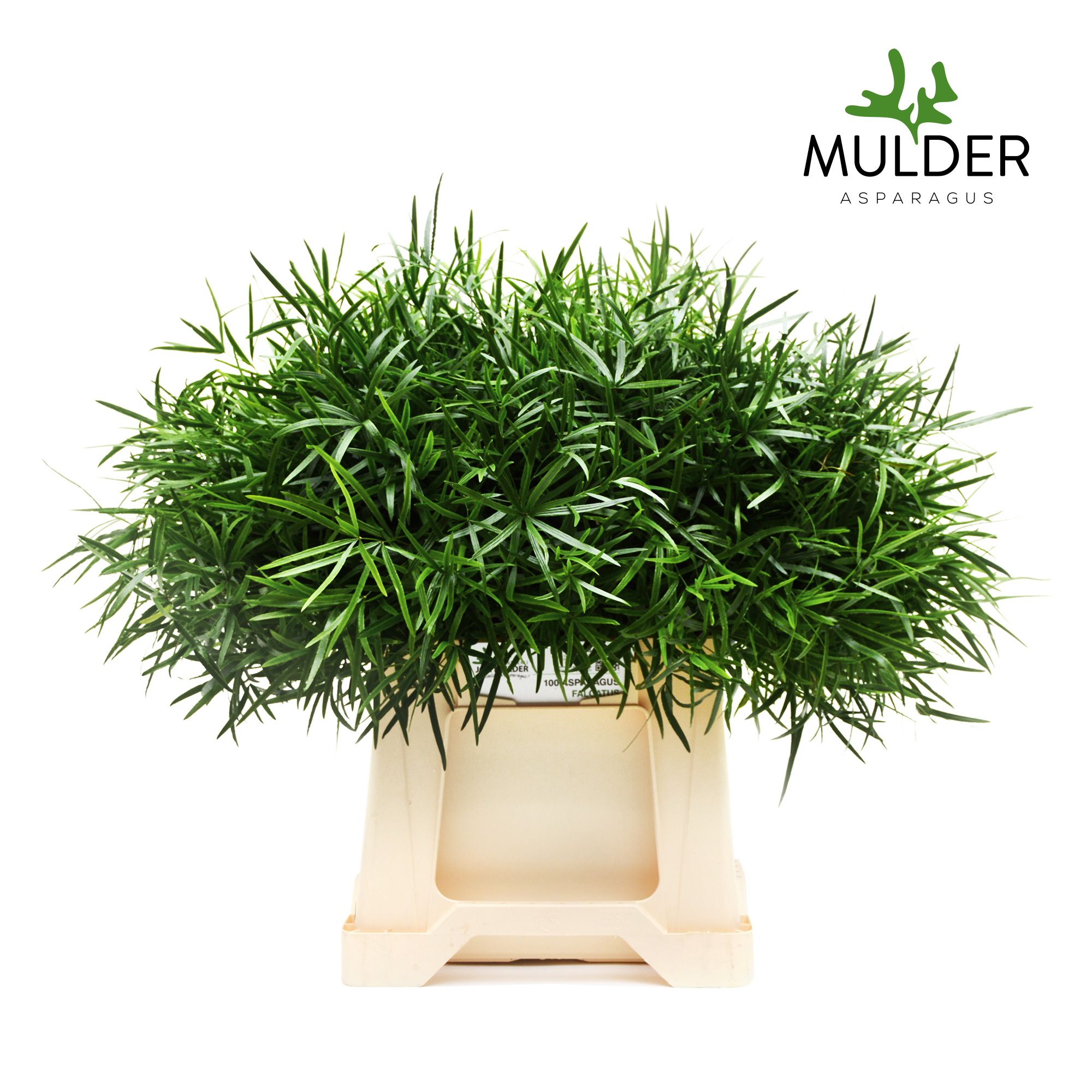 Аспарагус Фалькатус 40, шт.