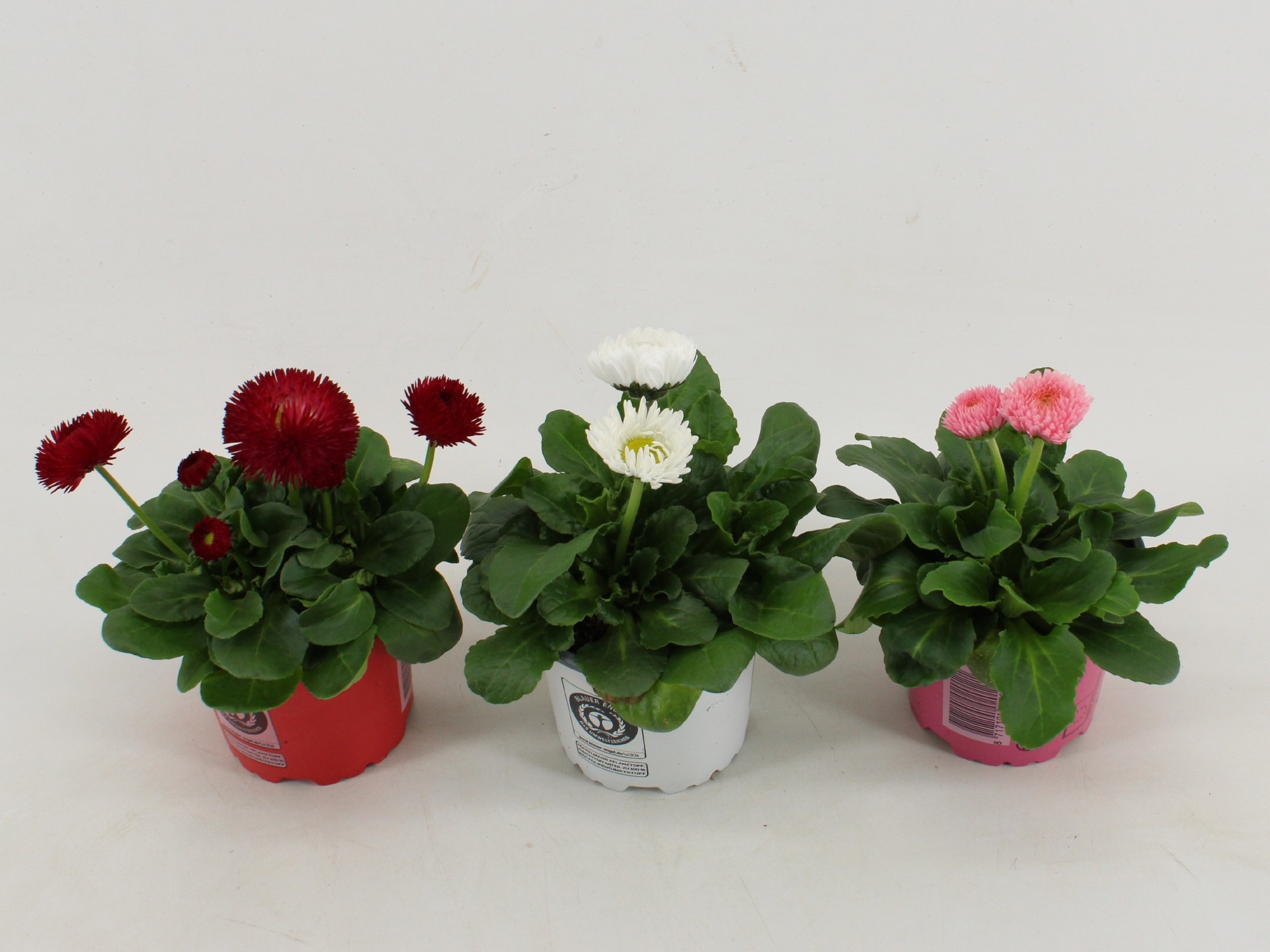 bellis Perennis Dubbel bloemig Gemengd, D 10,5