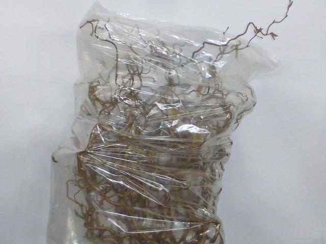 Корилус Конторта 45, шт.